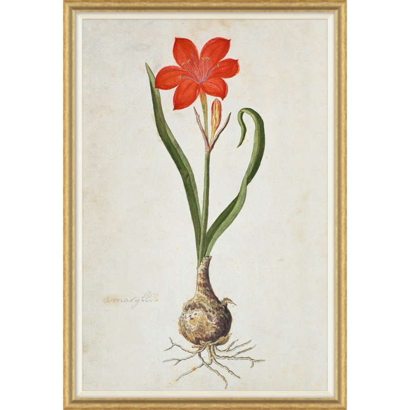The Gordon African Collection: Plants, Robert Jacob Gordon, 1777-1786 Giclee Print by Robert Jacob Gordon