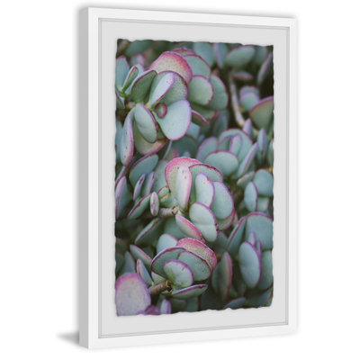 Succulent II 1 Piece Single Picture Frame Wall Art