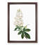 Horse Chestnut Tree Flowers by Pierre-Joseph Redoute - Framed Print-55579083-55579080