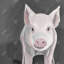 Petit cochon - rose, salon, impression mat