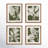 Translucent Stem Prints, Set of 4