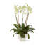 Corvo Ceramic Table Vase