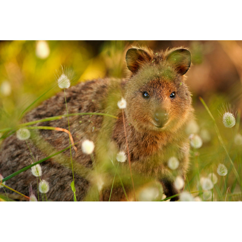 A Quokka by Peter Melkie - Wrapped Canvas Print, 20cm H x 30cm W