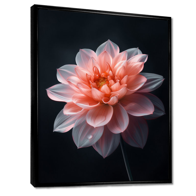 Rose sur fond noir Dahlia Vibes II - Dahlia, Cadre flottant noir, H 16 po x l 32 po
