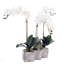 Three Sisters Real Touch Orchid Centerpiece in Pot