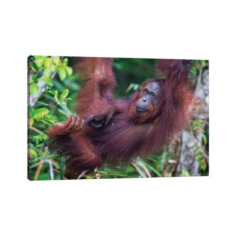 Orangutan Hanging Out Borneo by Mogens Trolle - Wrapped Canvas Print, 66.04 cm H x 45.72 cm W x 1.91 cm D