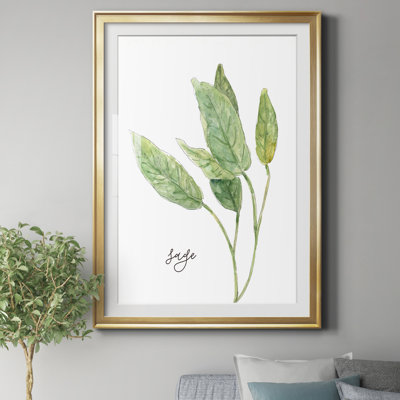 " Fresh Sprig Sage " Painting Print