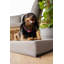 Trevin Orthopedic Codura Pet Bed-1498059970-1498059992-1498059971