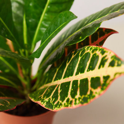 House Plant Shop Live Foliage Plant