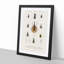 Beetle Illustrations PL.2 by Charles D'Orbigny - Single Picture Frame Print-55543926-55543925