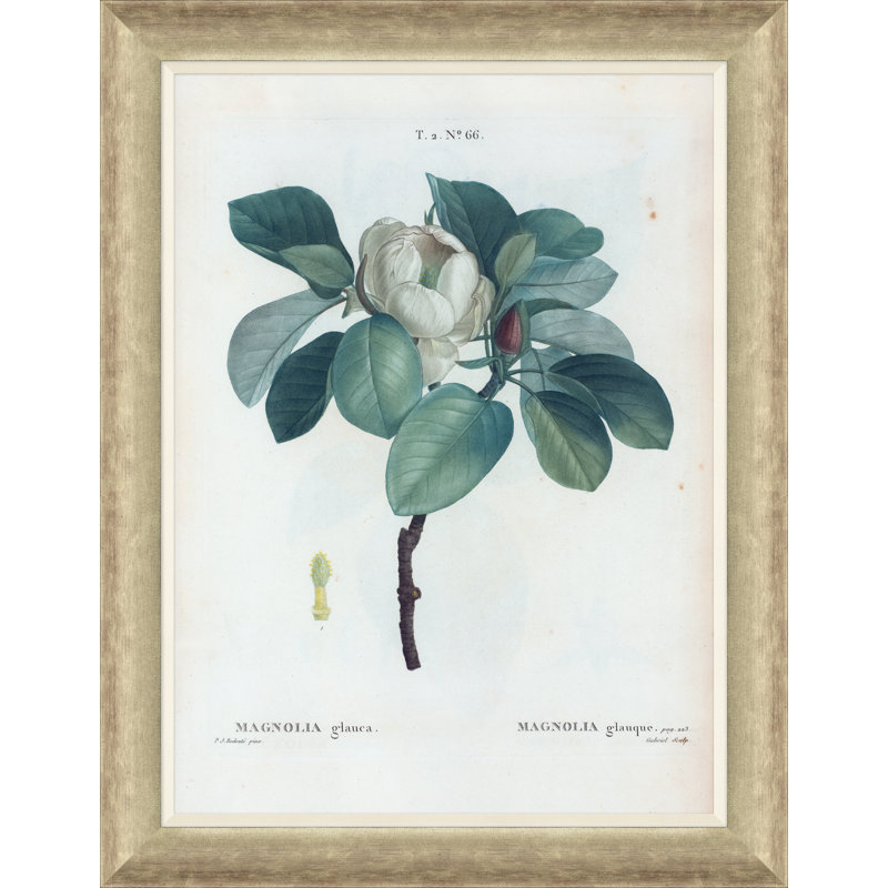 Magnolias Giclee Print by Paul Cezanne