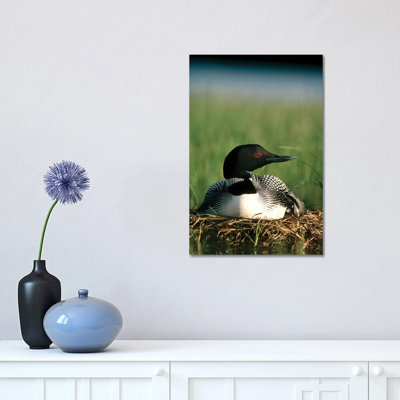 Common Loon Parent On Nest With One Day Old Chick In The Summer, Wyoming by Michael Quinton - Wrapped Canvas Print