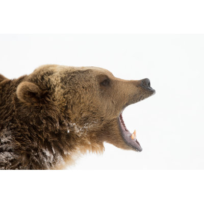 Grizzly Bear - Photographie sur toile tendue