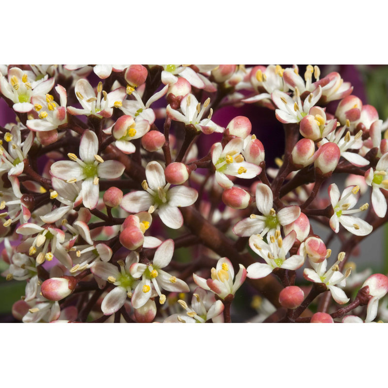 Skimmia Japonica «Rubella» par Chillingworths - photographie sur toile tendue, L 12 po x H 8 po