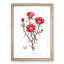 Pink Rose Moss Flowers - Framed Print-55616564-55616566