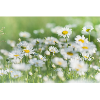 Beautiful Daisies In Springtime - Wrapped Canvas Print