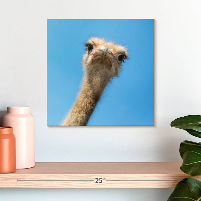 Crowle Curious Ostrich, H 16 po x l 16 po