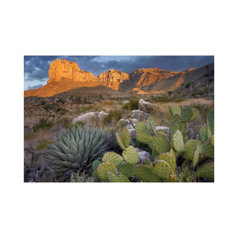 Opuntia Cactus And Agave Near El Capitan, Guadalupe Mountains National Park, Chihuahuan Desert, Texas by Tim Fitzharris - Wrapped Canvas Print