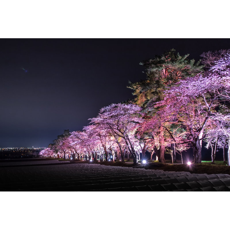 Capella Cherry Blossom Light Up by Azuki25 - Wrapped Canvas Print, 30cm H x 46cm W x 3.8cm D