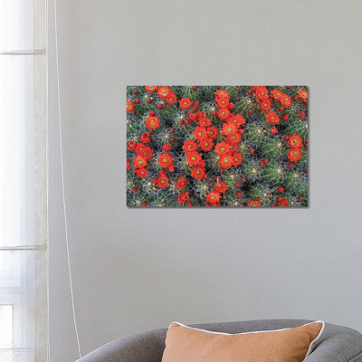 Claret Cup Cactus Detail Of Flowers In Bloom by Tim Fitzharris - Wrapped Canvas Print