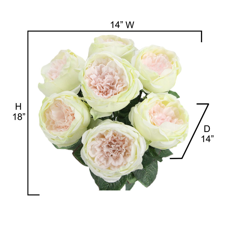 Buisson de roses en pleine floraison, Rose / crème