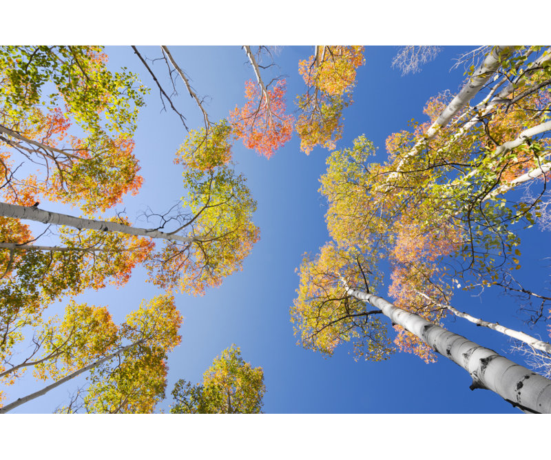 Wrapped Canvas Print, 50.8 cm H x 76.2 cm W