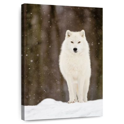 Beautiful Wolf