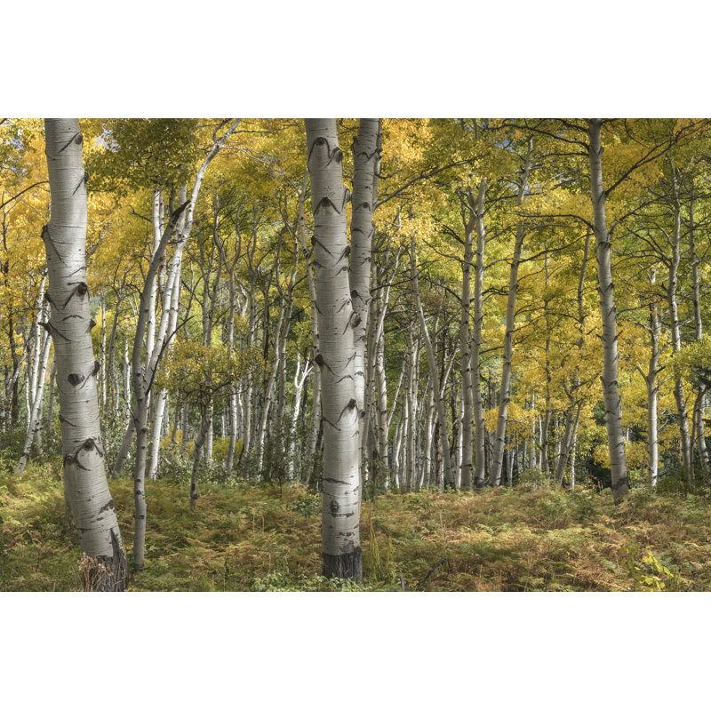 Aspen Grove II by Danny Head - Photograph Print, 61cm H x 91cm W, Wrapped Canvas
