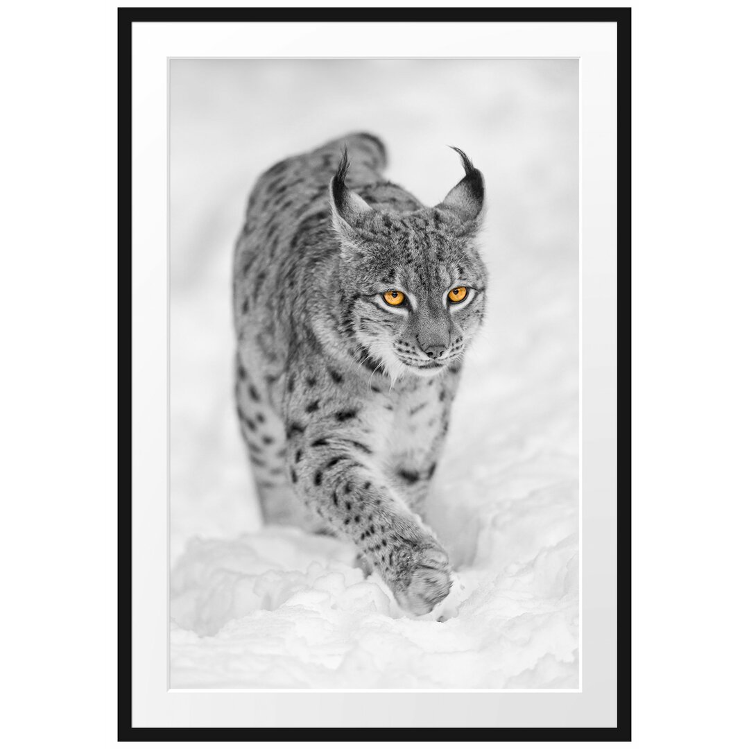 Gerahmtes Poster Wunderschöner Luchs im Schnee