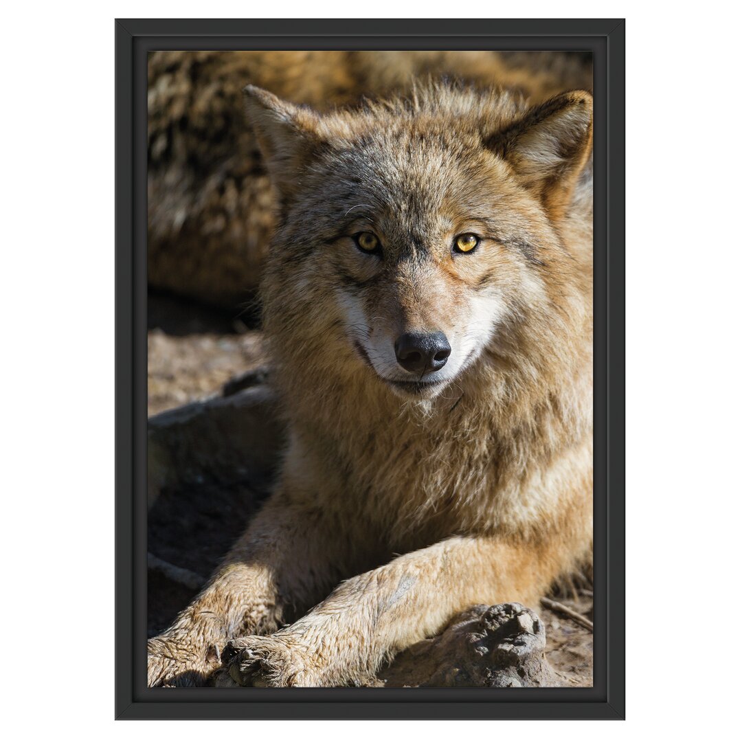 Gerahmtes Wandbild aufschauender Wolf