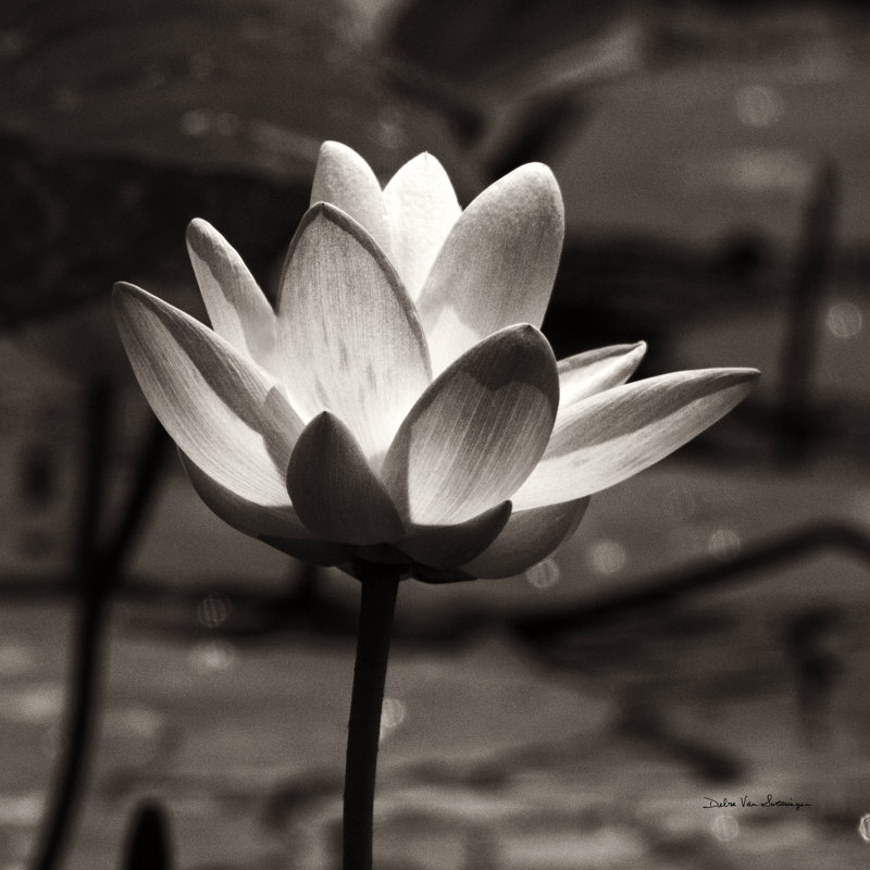 Lotus Flower VII Sq by Debra Van Swearingen - Wrapped Canvas Print, 91cm H x 91cm W