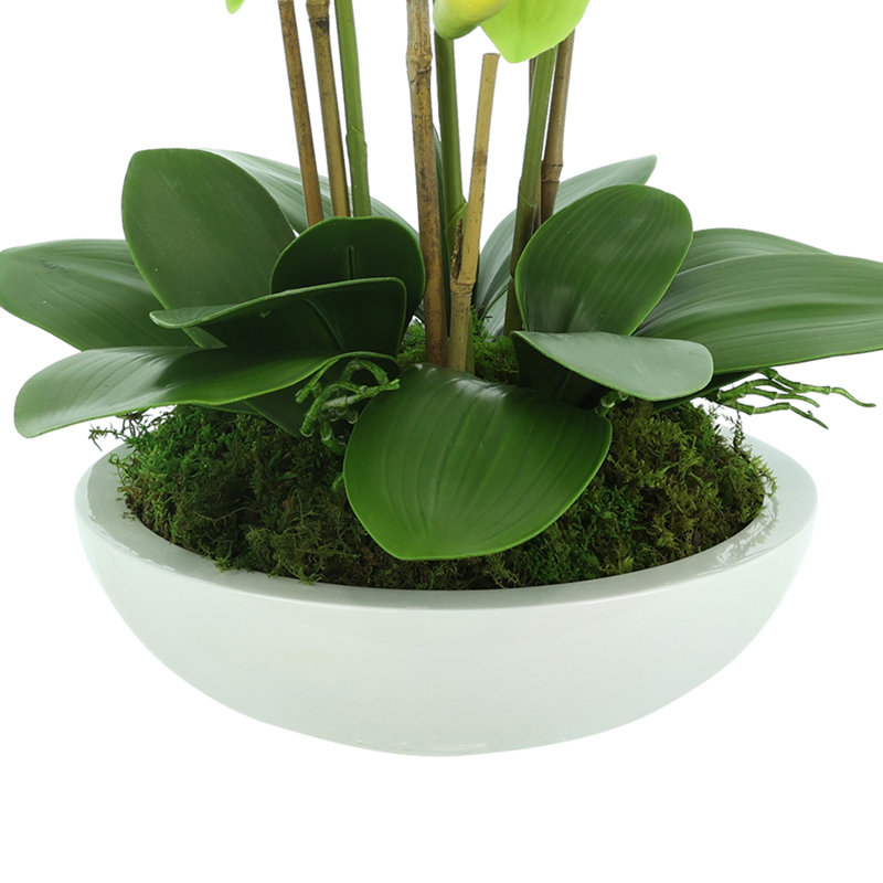 Orchids Arranged in Fiberstone Planter, Green