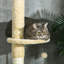 Jacklyn 255cm H Cat Tree