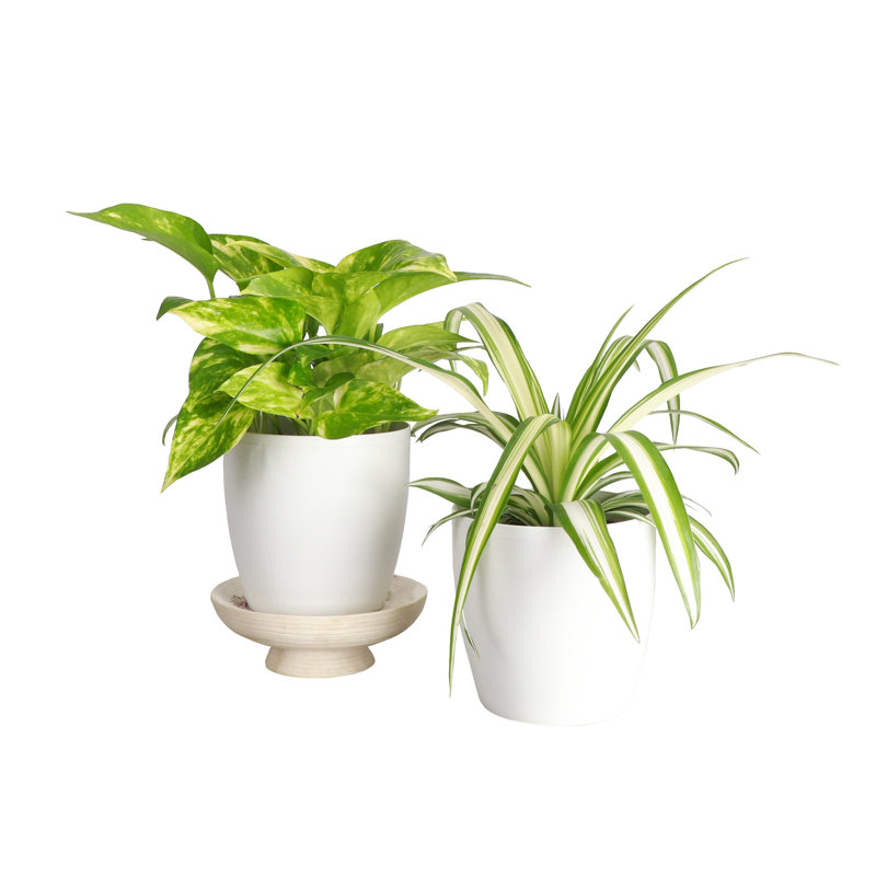 Live Air Purifying Houseplant Set in Classic Pots, White
