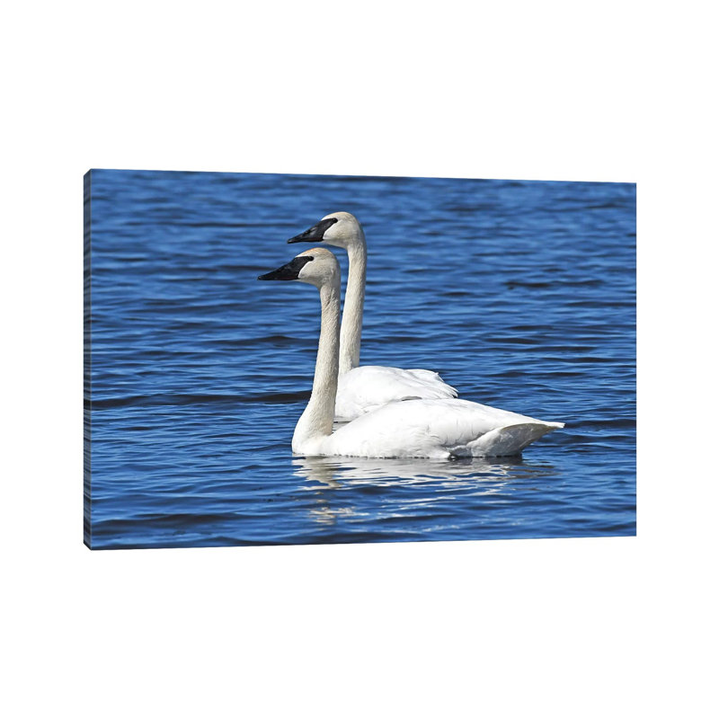 Swimming In Tandem by Brian Wolf - Wrapped Canvas Print, 66.04 cm H x 45.72 cm W