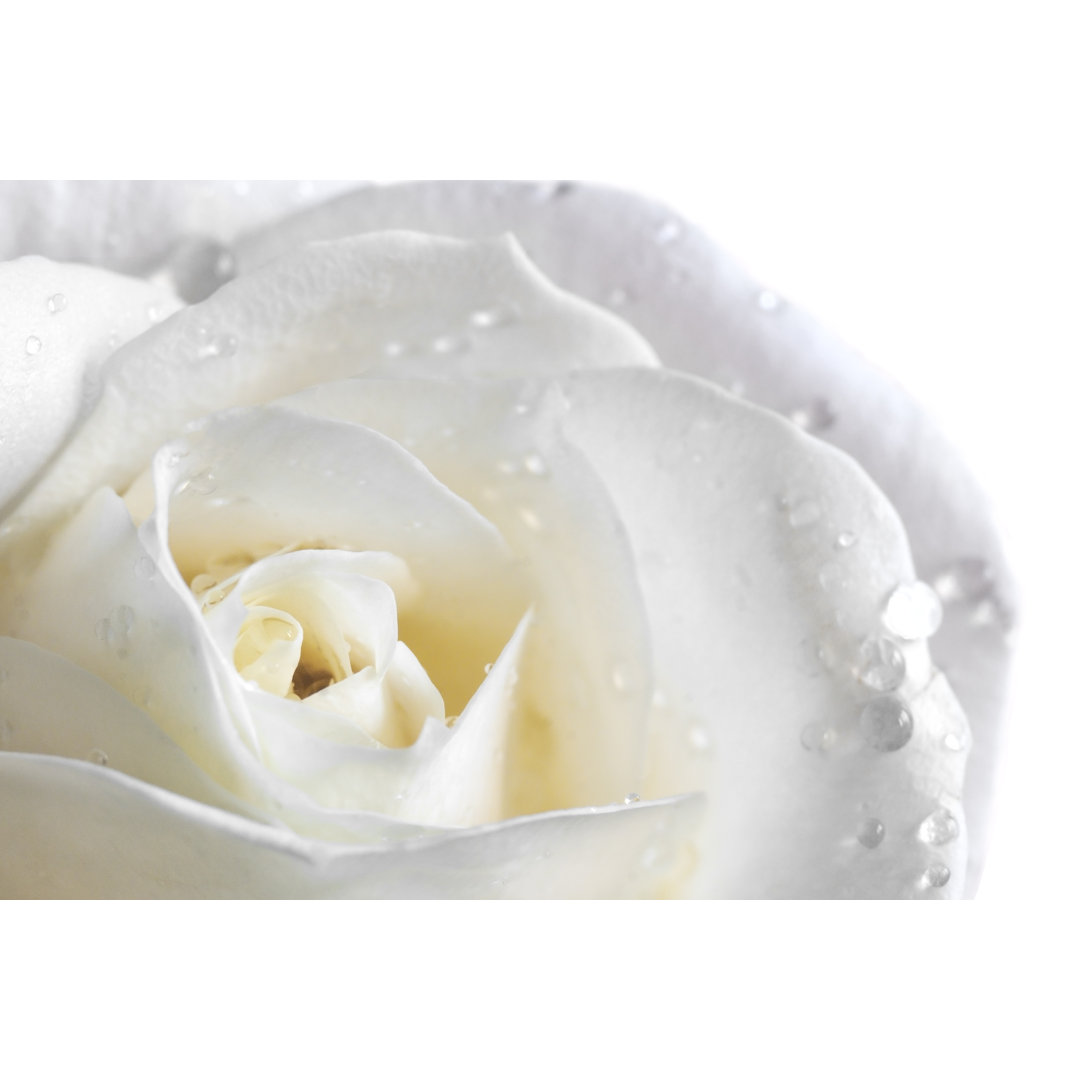 Leinwandbild White Rose von Legna69