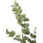 130cm Faux Eucalyptus Tree in Fibrestone Pot-1203865728