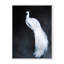 Nature Inspired Alabaster Majesty: White Peacock Against The Night-1691510528-1691510549-1691510531