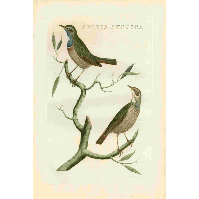 Nozeman Birds II, H 18 po x l 12 po