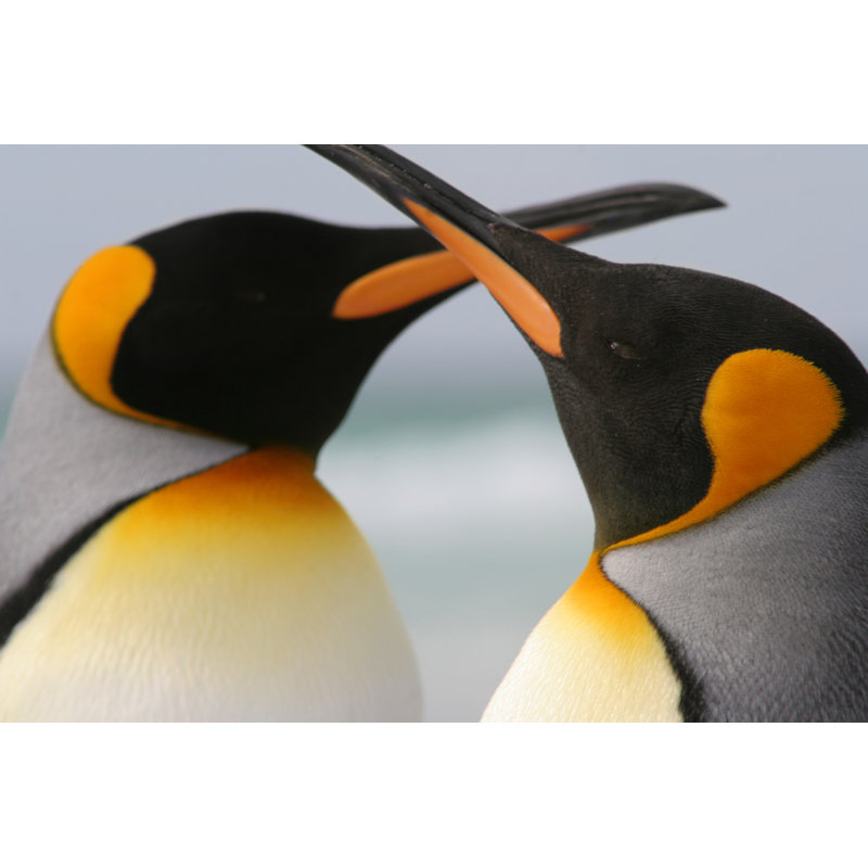 King Penguin Couple With Crossed Beaks, 30cm H x 46cm W