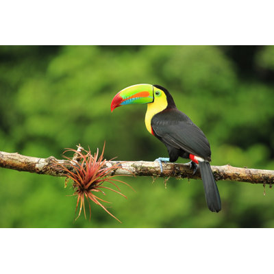 " Close Up Of Keel-Billed Toucan Bird "