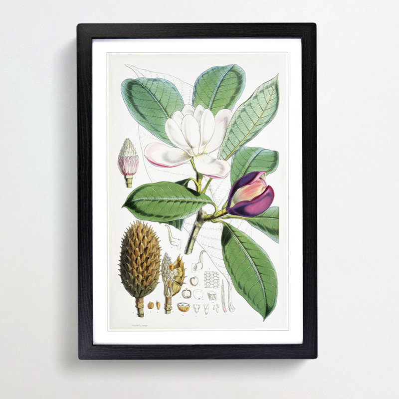 Himalayan Magnolia Flower by W. H. Fitch - Picture Frame Painting Print, 36cm H x 27cm W x 2cm D, Black Framed