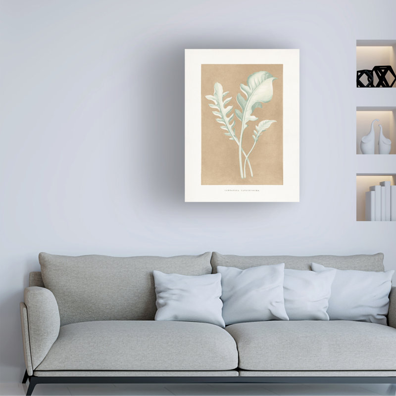 Illustration de feuille de bolognaise, Les Plantes A Centaurea, H 19 po x l 14 po