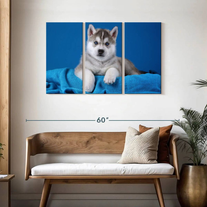 Chiot Husky aux yeux bleus Brampt, H 28 po x l 45 po
