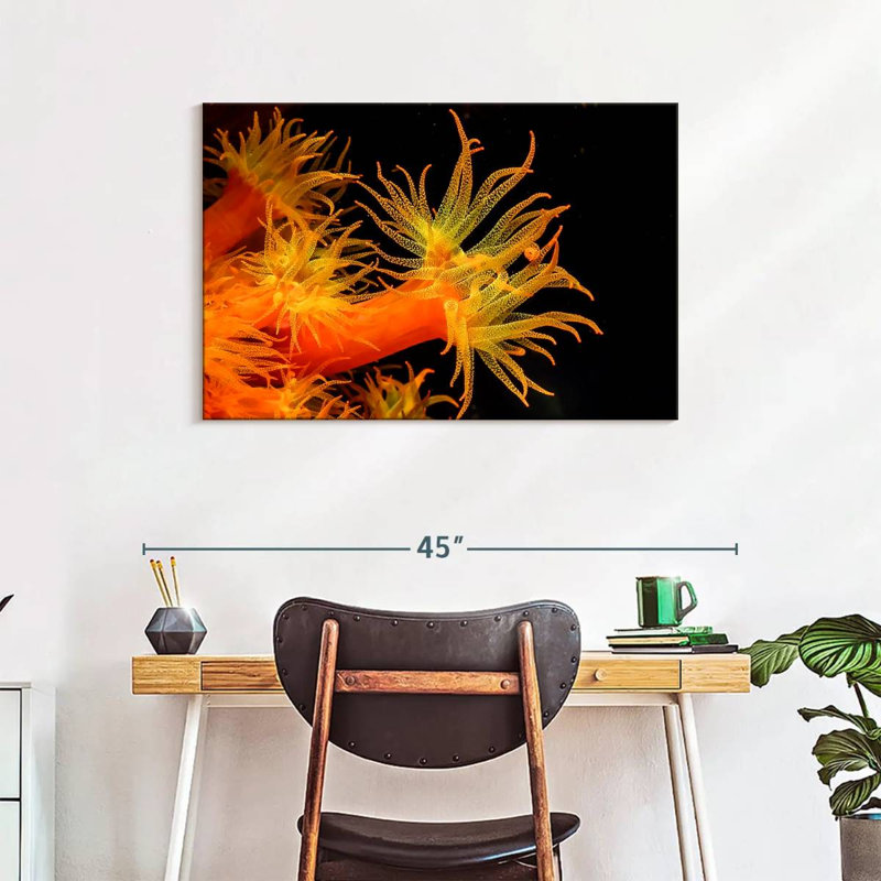 Brampt Sun Polyps, 24" H x 36" W