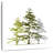 Cedar Trees-111895269