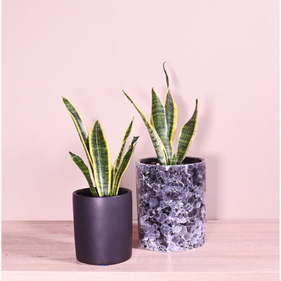 Upshining Live Snake Plant (Sansevieria) Plant in Ceramic Pot