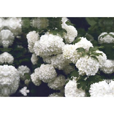 White Hydrangeas - Photograph Print