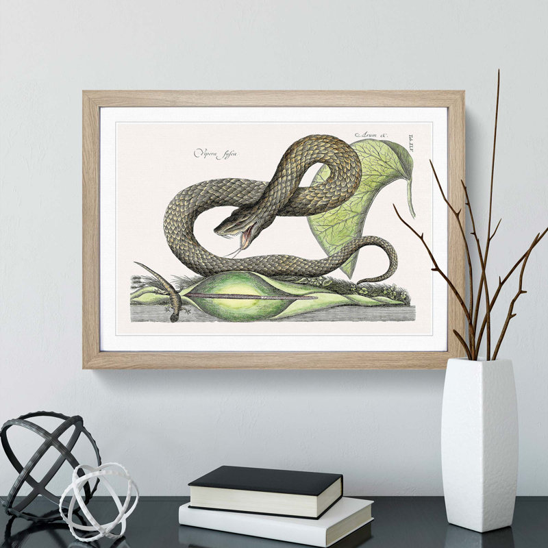 Brown Viper Snake by Mark Catesby - Picture Frame Painting Print, 27cm H x 36cm W x 2cm D, Oak Framed