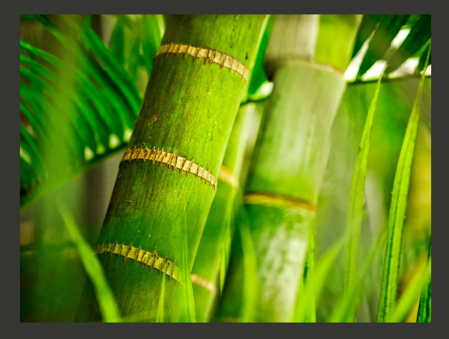 Bamboo Detail 2.31m x 300cm Wallpaper, 250 cm x 193 cm